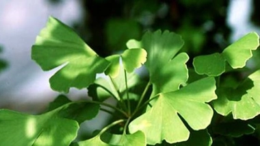 Après le Gingko, l’homéopathie bientôt sur la sellette ?