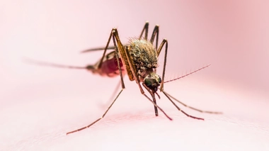 La fièvre Zika est transmise par les piqûres infectées des moustiques de l’espèce Aedes