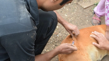 La rage se propage au Maghreb
