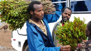 A Djibouti, la moitié des hommes consomment du khat