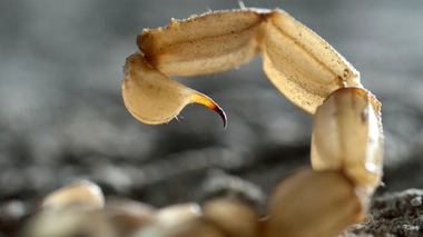 La piqûre du buthus occitanus est l'une des plus dangereuses !