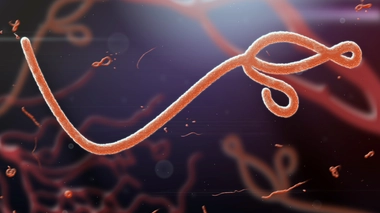 Symptômes, examens, traitement... tout ce qu'il faut savoir sur Ebola