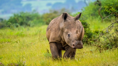 Longtemps pensé disparu, le rhinocéros blanc est aujourd'hui très protégé