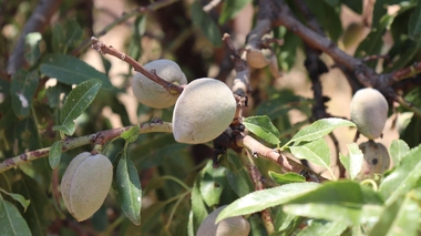 Des amandes blanches à Sfax