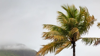  Les chutes d'arbres ont perturbé la distribution électrique sur l'île (photo d'illustration) 