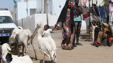 Un pélican dans une rue à Saint-Louis, en mars 2022