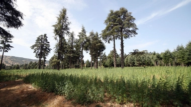 Un champ de chanvre industriel au nord du Maroc