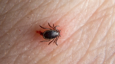 De nombreuses espèces de tiques sévissent en Afrique