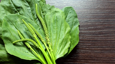 La feuille de plantain soulage les piqûres de moustiques