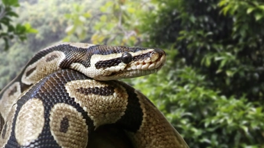 Vue en gros plan d'un python royal