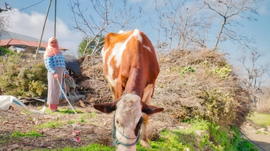 La tuberculose bovine sévit au Royaume (Illustration)