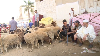 Un point de vente de moutons au Maroc 