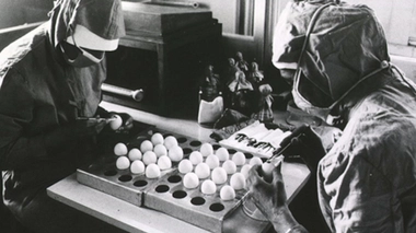 Préparation du vaccin contre la rougeole sur œufs de poule embryonnés