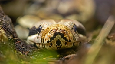 Gros plan sur un python royal, un serpent qu'on peut croiser au Cameroun