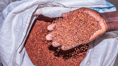 Un Ougandais qui tient dans sa main du sorgho