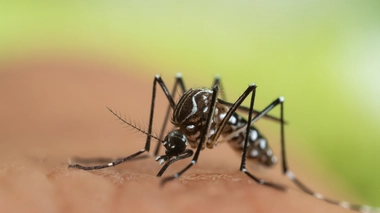 Le moustique tigre s'installe dangereusement en Algérie