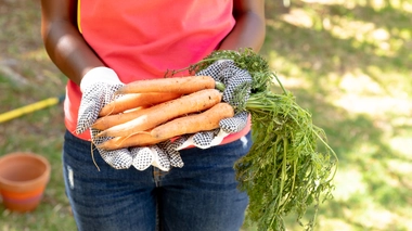 Non, le jus de carotte ne soigne pas le cancer du sein