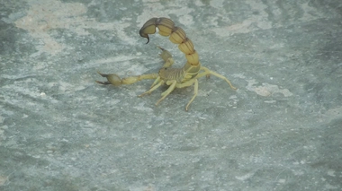 Un Rôdeur mortel au sud de la Tunisie