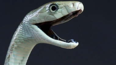 Un black mamba de Tanzanie, le plus venimeux des serpents d’Afrique