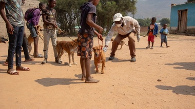 Une campagne de vaccination massive de chiens au Mozambique