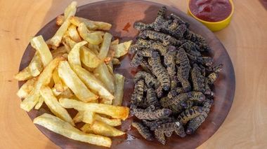 Les chenilles sont riches en protéines, en fer et en oméga 3