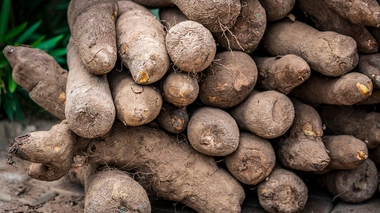 Une récolte d'igname