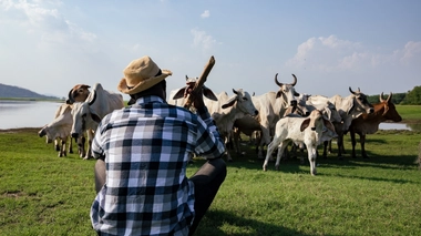 Les zoonoses sont des maladies qui se transmettent de l'animal à l'homme