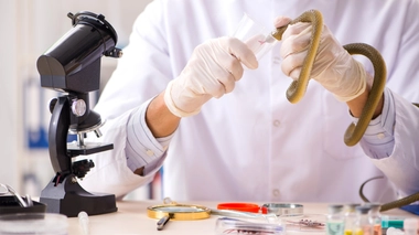 Les chercheurs marocains tentent de développer un antivenin