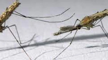 Et si la clé de la lutte contre le paludisme se trouvait dans le moustique anophèle ?