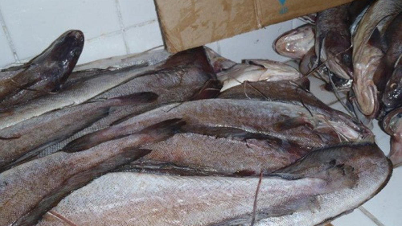 Les Camerounais consomment-ils du poisson avarié ? - Allo Docteurs