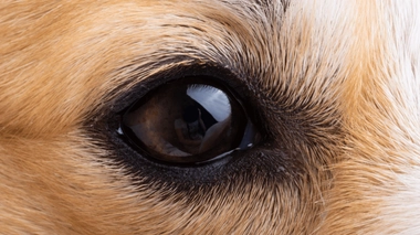 Comment les animaux voient-ils ?