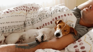 Dormir avec son animal, bonne ou mauvaise idée ?