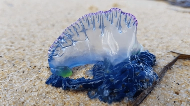 Les physalies présentent sur les plages françaises peuvent provoquer des blessures très douloureuses