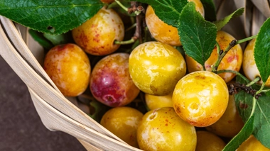 Quels sont les bienfaits des mirabelles ?