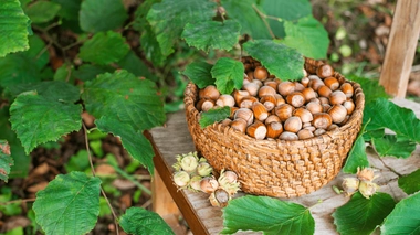 Quels sont les bienfaits des noisettes ?