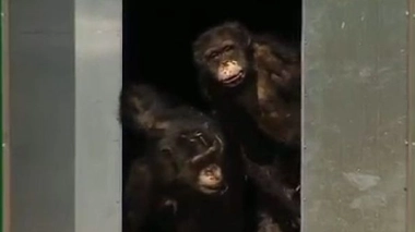 Etats-Unis : vers la fin des expérimentations sur les chimpanzés