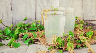 Jus de bouleau : une cure efficace ?