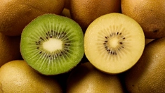 Kiwi jaune, kiwi vert : quel est le meilleur ?