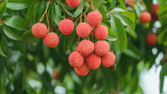 Quels sont les bienfaits du litchi ?