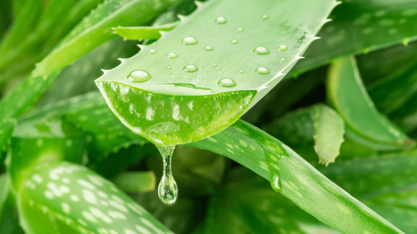 aloe vera cream hair Low Porosity Hair Mask