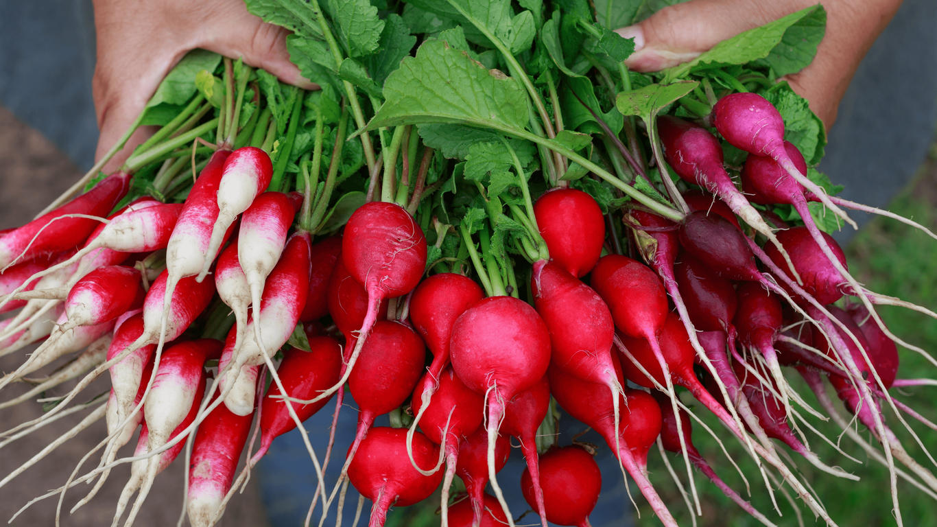 Radis rose, noir, blanc ou rouge... quels sont ses bienfaits ? - Allo ...