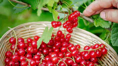 Quels sont les bienfaits des groseilles ?