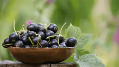 Quels sont les bienfaits du cassis ?