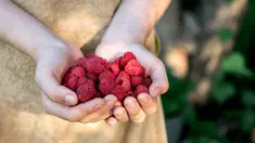 Quels sont les bienfaits des framboises ?