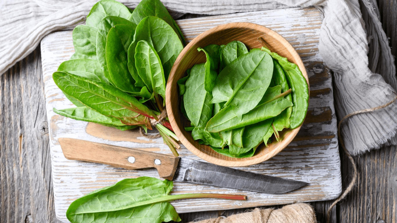 Quels sont les bienfaits de l'oseille ?