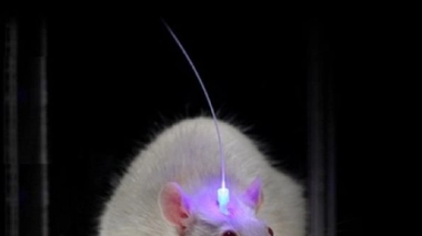 Le cerveau en lumière