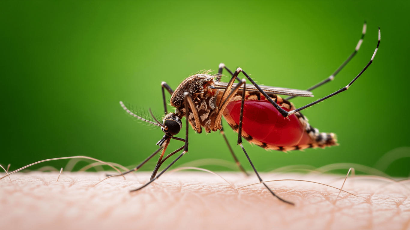 Hausse des cas de chikungunya, dengue, West Nile virus... faut-il vraiment s'inquiéter ?