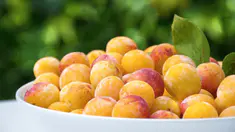 Quels sont les bienfaits des mirabelles ?
