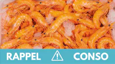 rappel-crevettes.jpg