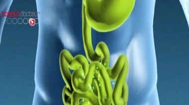 Obésité : le rôle du « second cerveau » situé dans le tube digestif